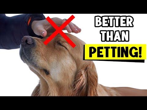 10 Things Your DOG LOVES MORE Than Getting PETS! #Video