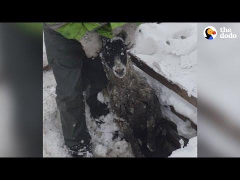 Rescuers Save Sheep Buried In Blizzard | The Dodo