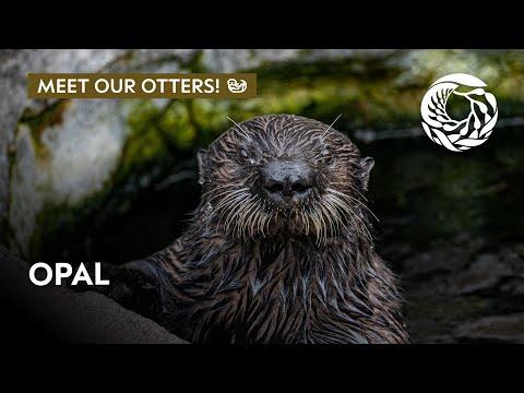 Meet Opal the sea otter! | Monterey Bay Aquarium #Video