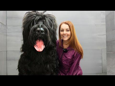 This dog means SERIOUS business | Black Russian Terrier #Video