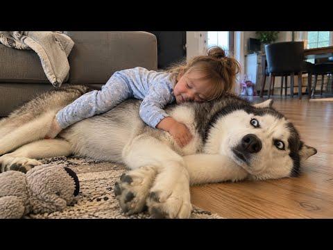 When Your Husky Becomes the Babysitter #Video