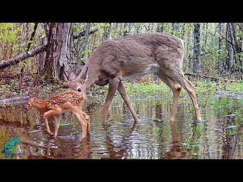 Tiny deer fawns in northern Minnesota #Video