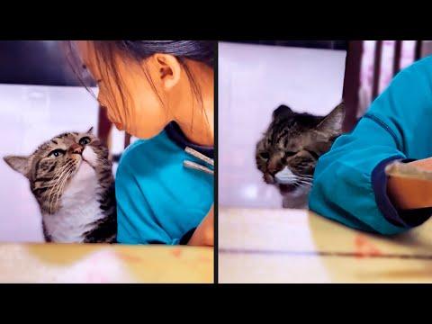 The Ultimate Betrayal | YOUR Daily Dose of Pets #Video