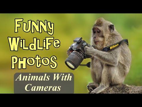 Funny Wildlife Photos Animals With Cameras #Video