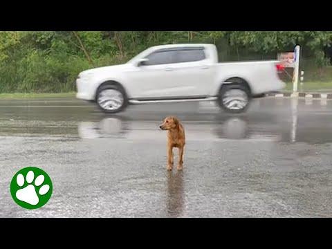 Sad Dog Waits For Owner #Video