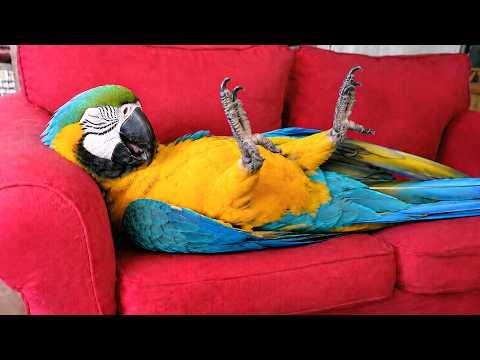 These Parrots Will Make You Laugh Out Loud #Video