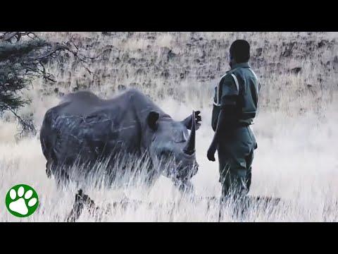 Orphaned rhino is reunited with the man who raised him #Video