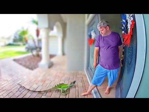 The Best Doorbell Videos Ever | Your Daily Dose Of Internet #Video