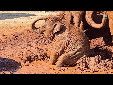 Happy 4th Birthday to Chaba – Elephants Deserve a Better Life - ElephantNews #Video