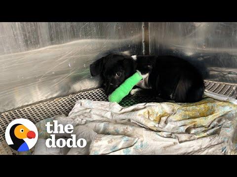 Puppy Who Went Through The Worst Gets The Best Life Ever #Video