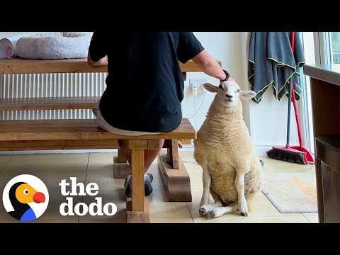 Disabled Lamb Becomes Her Dad’s Wedding Ring Bearer #Video