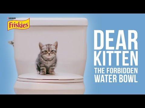 Dear Kitten: The Forbidden Water Bowl