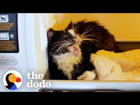 Watch Her Become A Brand-New Cat #Video