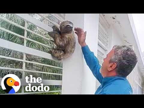 Man Rescues Sloths From Precarious Situations Across Venezuela #Video