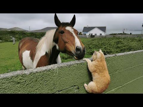 When Kitten Runs the Stable Now #Video