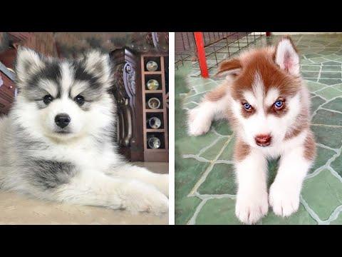 Funny And SOO Cute Husky Puppies Compilation #24 - Cutest Husky Puppy #Video