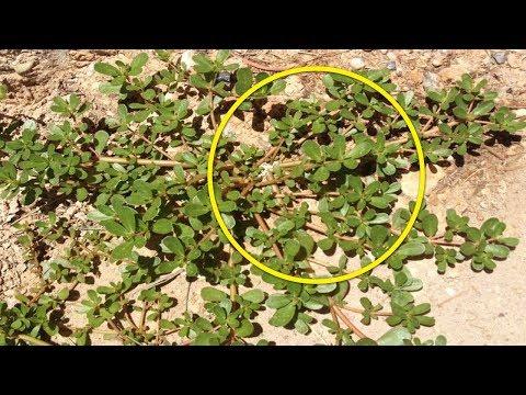 If You See This Plant in Your Garden, Don't Cut It! Here's the Reason Why