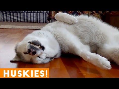 The Funniest and Cutest Husky Compilation of 2018