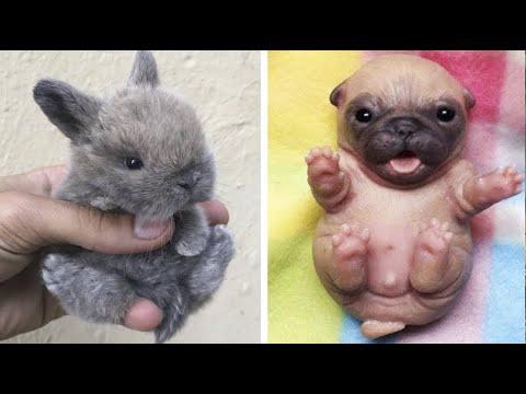 Cute baby animals Videos Compilation cute moment of the animals - Cutest Animals #28