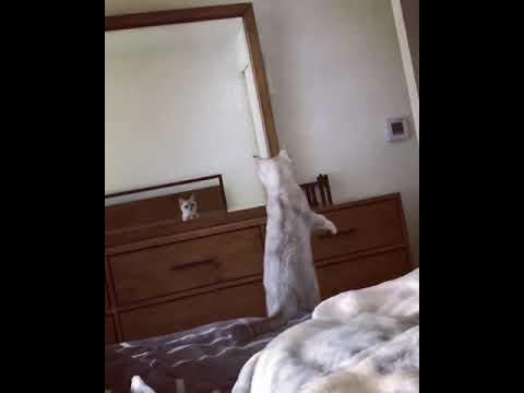 Curious Cat Discovers She Has Ears While Striking Pose in Mirror #Video