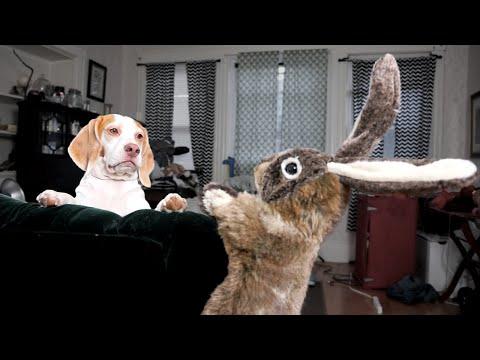 Dog Vs. Rabbit Puppet: Cute Dog Maymo
