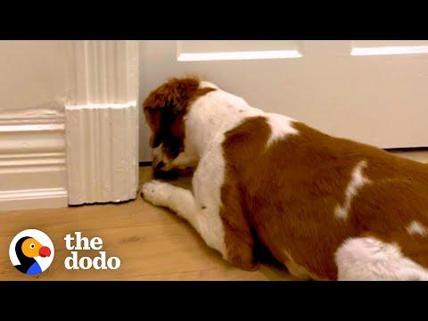 Socially Awkward Dog Waits Two Weeks To Meet His New Best Friend #Video
