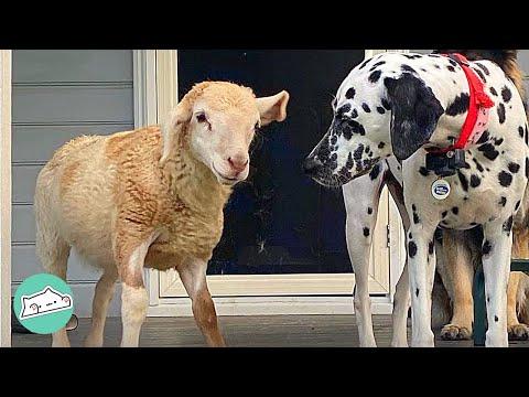Adopted Sheep Met Dogs and Started Acting Like One #Video