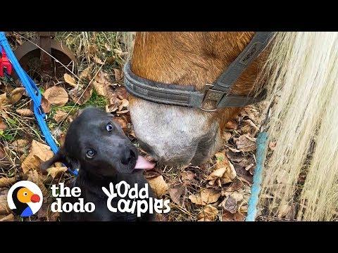 This Horse Won’t Go For Rides Without His Dog Brother | The Dodo Odd Couples