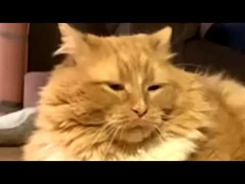 Chonky cat has hilarious reaction to going on diet #Video