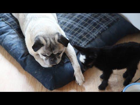 Unlikely friends! Pug & tiny goat! #Video