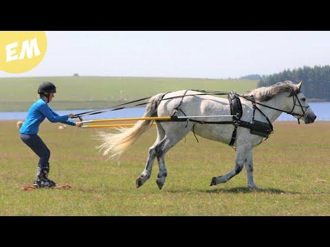Moorland Equestrian Grass Skiing! Emma Massingale #Video