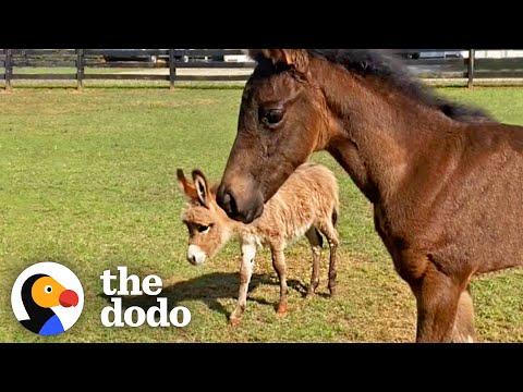 Orphaned Baby Donkey Kicked Away Anyone Who Tried To Be Friends #Video