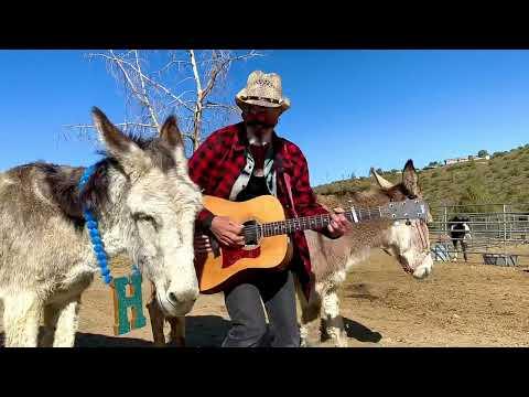 Hazel the donkey loves her music and beautiful days #Video