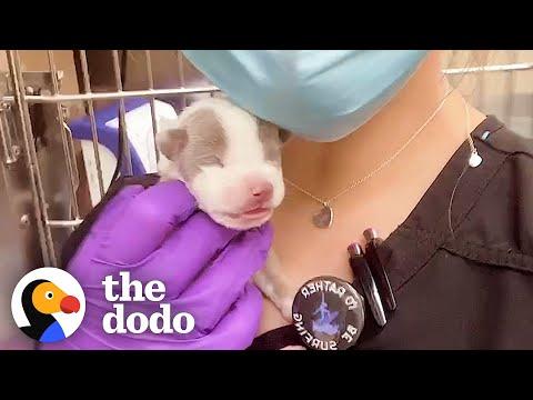 5-Ounce Puppy Grows Up Into A Gorgeous Pit Bull #Video