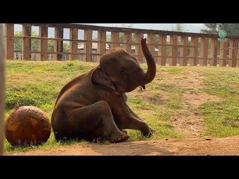 NamTip Play A Big Ball - ElephantNews #Video
