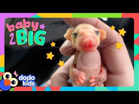 Cutest Baby Possum Rides On Her Sister's Back | Dodo Kids #Video