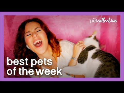 This Cat Is Not Camera Ready Video | Best Pets of the Week