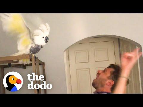 Bird Who Lost Her Owner Loves Dancing With New Dad #Video