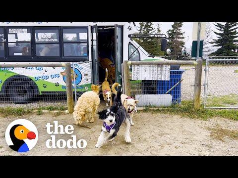 Guy Drives A School Bus Full Of Dogs #Video