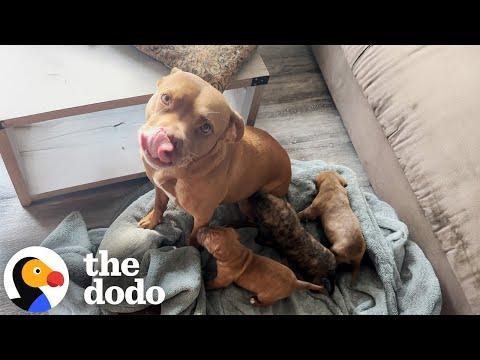 Rescue Pittie Has Fostered Over 200 Animals #Video