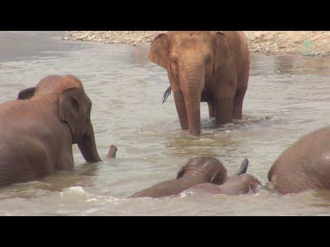 Elephant Thong Ae Join Pyi Mai and Chaba Herd Enjoying In The River - ElephantNews #Video