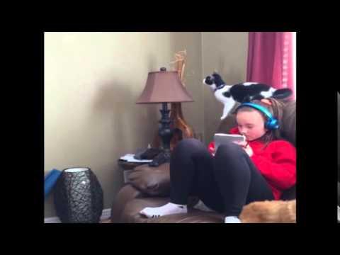 Cat Jumps Off Of Couch