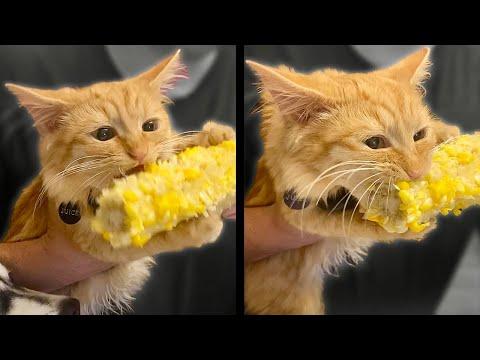 Cat Can't Stop Eating Corn. Your Daily Dose Of Internet. #Video