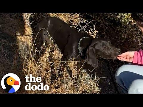 Cyclist Finds Puppy In The Middle Of Nowhere #Video