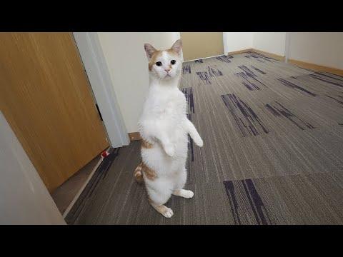 Cat came with a factory defect #Video