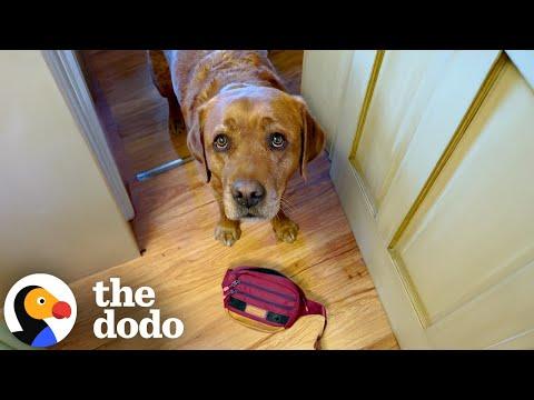 Failed Service Dog Loves To Help His Mom Out On His Own Terms #Video
