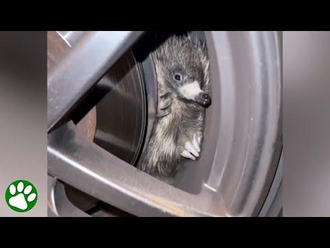 Echidna stuck in car wheel #Video
