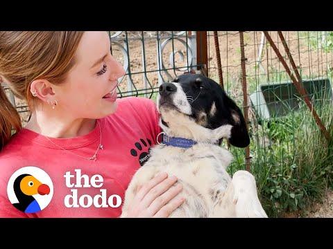 Trembling Dog Finally Lets Someone Hold Him #Video