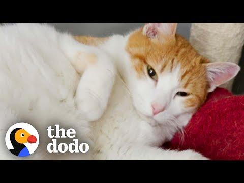 A Special Red Sweater Completely Transformed This Spicy Foster Cat #Video
