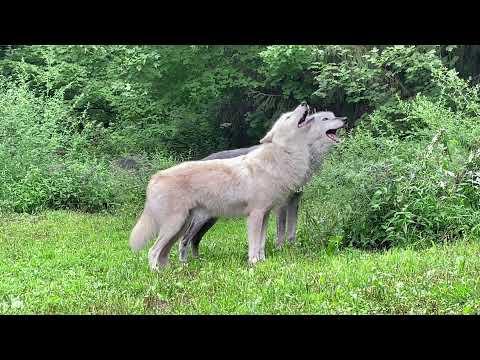 Beautiful Wolves Howl Together #Video